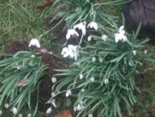 Snowdrops and Daffodils 