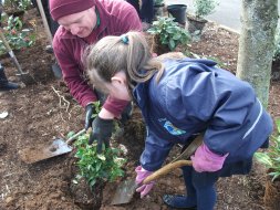 Planting in Henderson Park