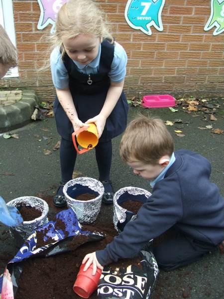 Planting bulbs 