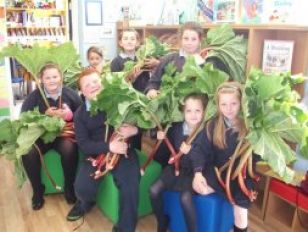 Harvesting Rhubarb 