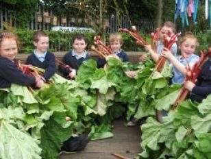 Harvesting Rhubarb