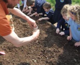 Tickling the carrots