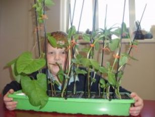 Racing Runner Beans 