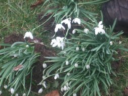 Snowdrops and Daffodils 